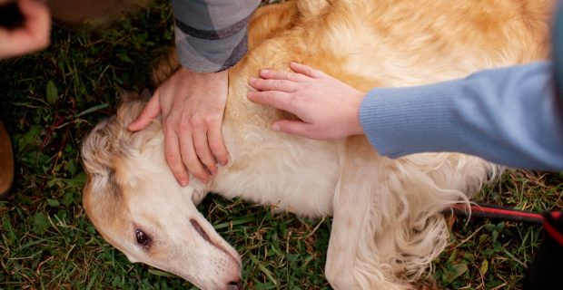 Veterinários orientam como agir em caso de engasgo em cães