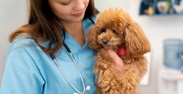 veterinário especializado