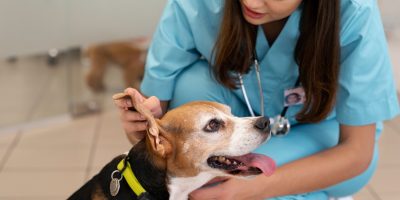 Falta de materialidade invalida denúncias contra médicos-veterinários no Rio de Janeiro