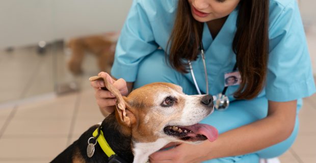 Falta de materialidade invalida denúncias contra médicos-veterinários no Rio de Janeiro