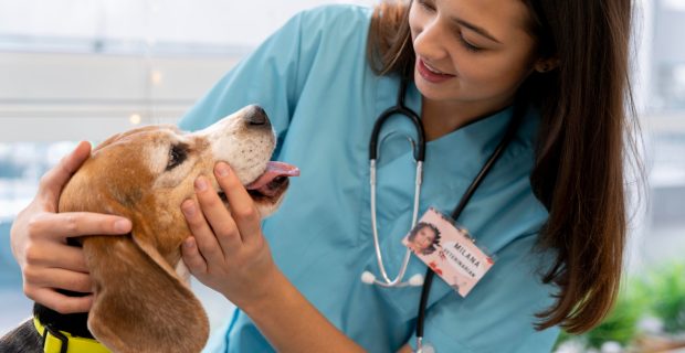 Resistência antimicrobiana também é alerta para veterinários