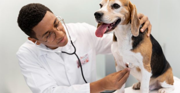 cães e veterinários