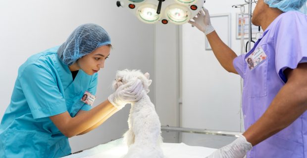 Cuidados de alta complexidade na veterinária: A importância de hospitais especializados para a saúde dos pets