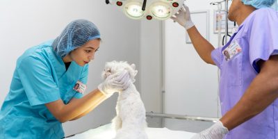 sala de cirurgia médicos-veterinários