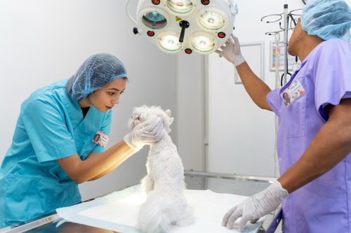 sala de cirurgia médicos-veterinários