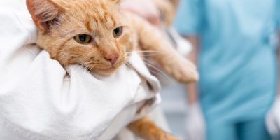 Médica-veterinária explica tudo sobre a lipidose hepática felina