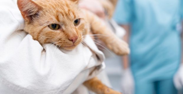 Médica-veterinária explica tudo sobre a lipidose hepática felina