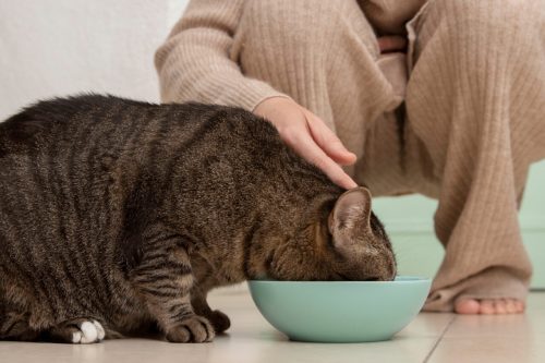 alimento.jpg