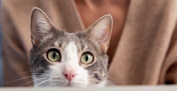 gatos