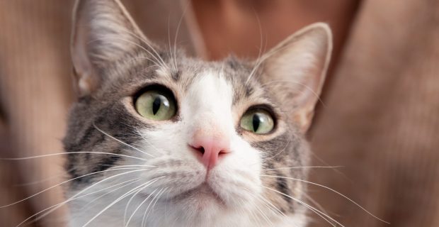 bigode dos gatinhos