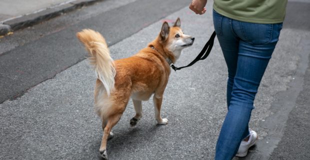 Veterinários destacam cuidados para os primeiros passeios dos cães
