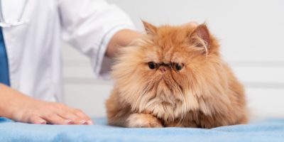 gato.jpg