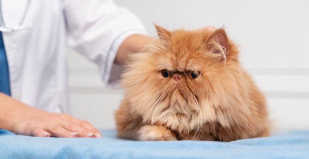 gato.jpg