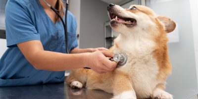 Cuidados essenciais de primeiros socorros garantem a segurança dos pets