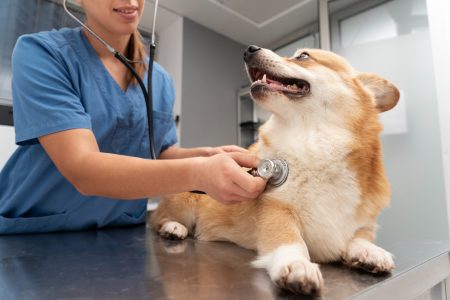 Cuidados essenciais de primeiros socorros garantem a segurança dos pets