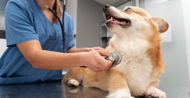 Cuidados essenciais de primeiros socorros garantem a segurança dos pets