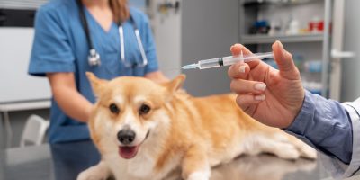 Julho Dourado: mês da conscientização sobre vacinação e prevenção de doenças nos pets