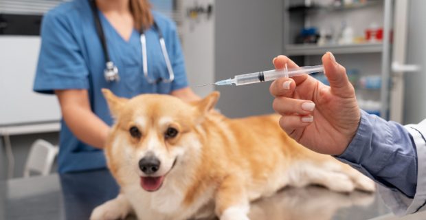 Julho Dourado: mês da conscientização sobre vacinação e prevenção de doenças nos pets