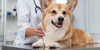 cachorro veterinário