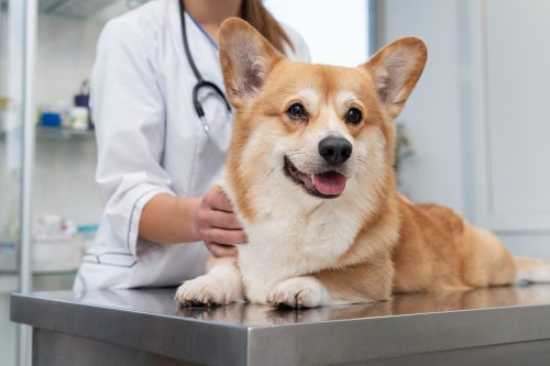 cachorro veterinário