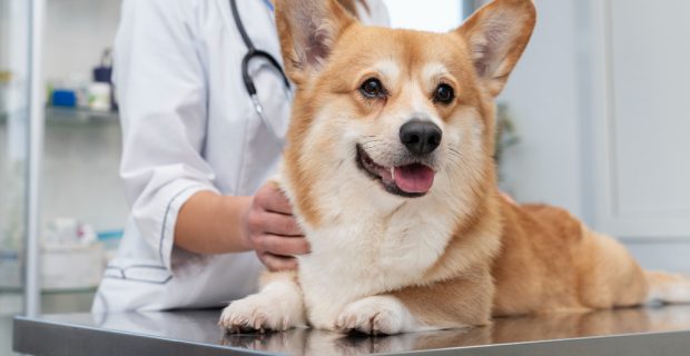 cachorro veterinário