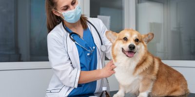 veterinario