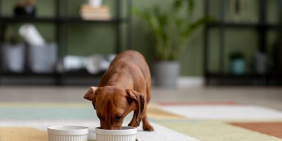 alimentaçao