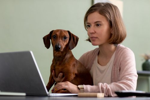 Plataforma da Royal Canin oferece descontos para tutores de pets