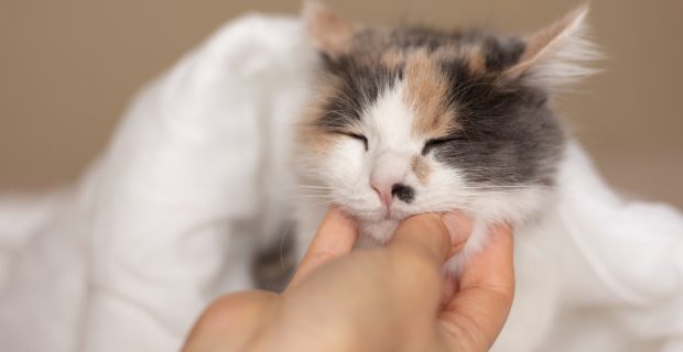 gatos