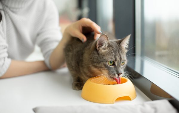 Água no sache auxilia na saúde e hidratação do seu gato