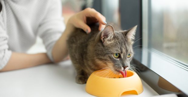 Água no sache auxilia na saúde e hidratação do seu gato
