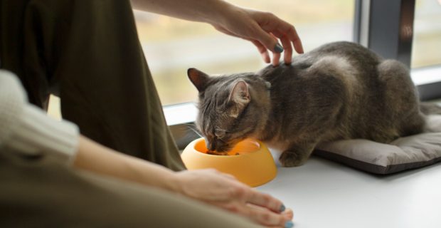 Alimentação equilibrada dos gatos pode contribuir para a longevidade