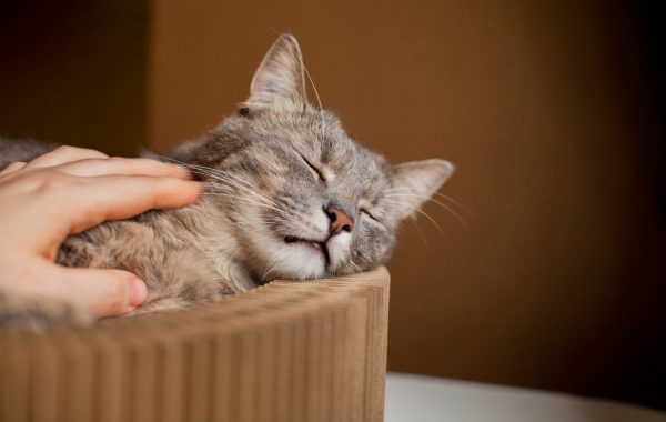 Cuidados específicos com os gatos podem prolongar a sua vida