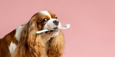 cachorro com escova de dentes na boca