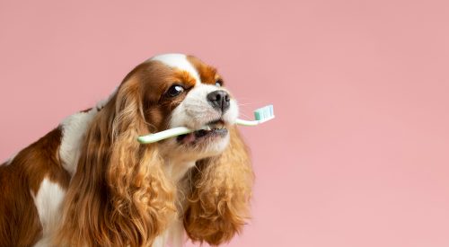 cachorro com escova de dentes na boca