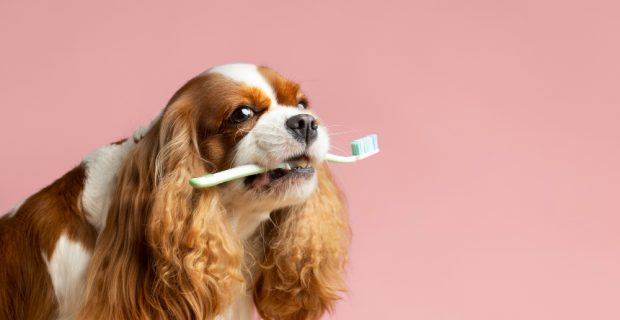 cachorro com escova de dentes na boca