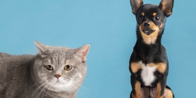 cachorro e gato