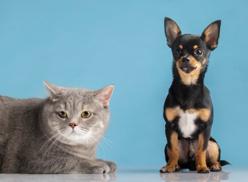 cachorro e gato