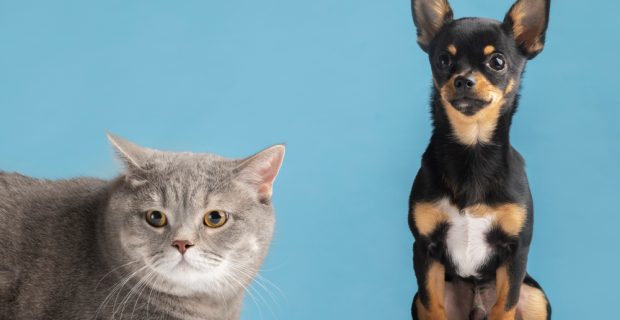 cachorro e gato