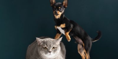 Animais deixam de ser considerados objetos no Novo Código Civil