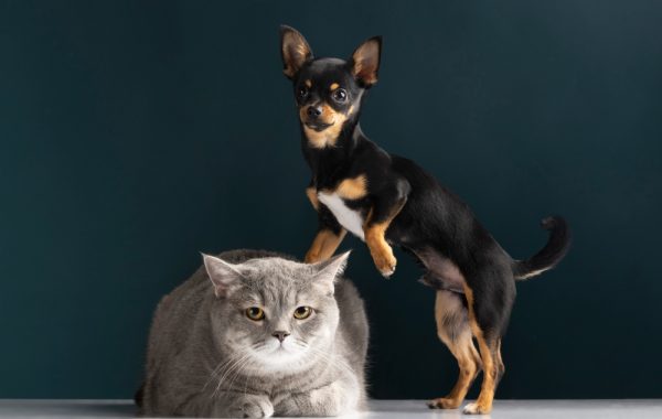 Animais deixam de ser considerados objetos no Novo Código Civil Animais deixam de ser considerados objetos no Novo Código Civil
