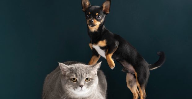 Animais deixam de ser considerados objetos no Novo Código Civil