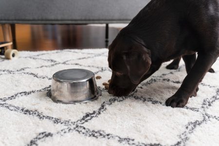 Perda de apetite em cães precisa da atenção dos tutores