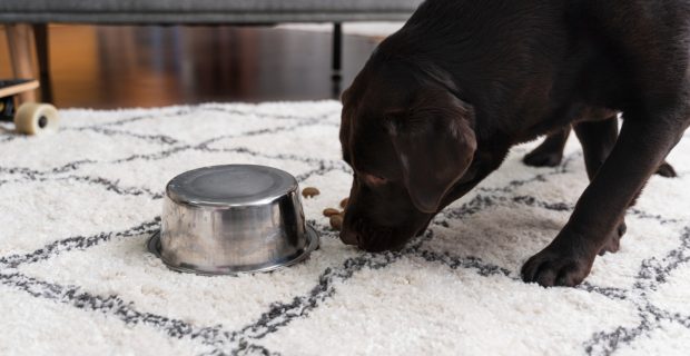 Perda de apetite em cães precisa da atenção dos tutores