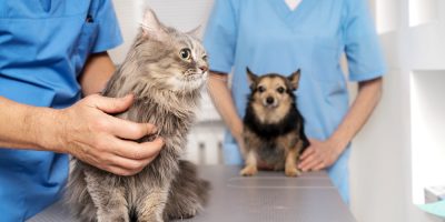 CÃO E GATO NO VETERINÁRIO