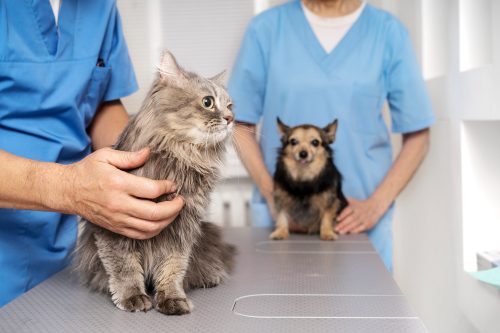 CÃO E GATO NO VETERINÁRIO