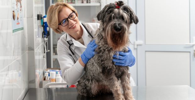 cachorro com oncologista