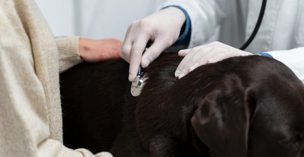 veterinário e cachorro