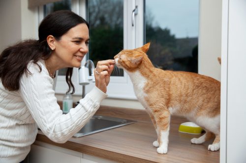 mulher cuidando de gato