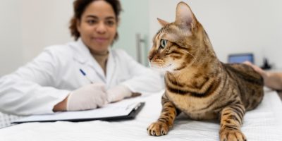 gato e veterinária